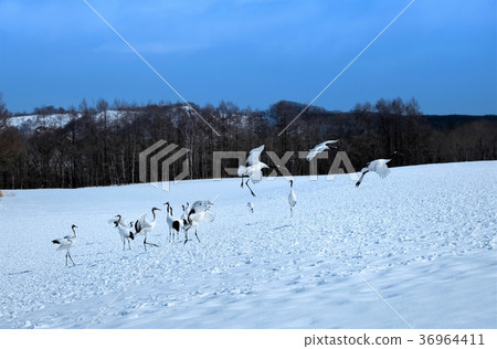 Tsurui村的起重機 Tsurui村的起重機 36964411