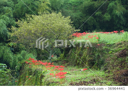 Cluster amaryllis Cluster amaryllis 36964441