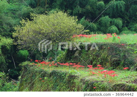 Cluster amaryllis 36964442