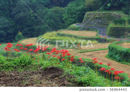 Tsuzura Tanada的群聚孤挺花(福岡縣浮葉市) Tsuzura Tanada的群聚孤挺花(福岡縣浮葉市) 36964443