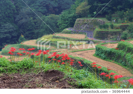 Cluster amaryllis in Tsuzura Tanada (Ukiha City, Fukuoka Prefecture) Cluster amaryllis in Tsuzura Tanada (Ukiha City, Fukuoka Prefecture) 36964444