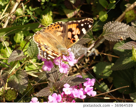 White-tailed Butterfly White-tailed Butterfly 36964589