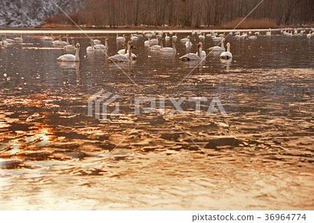 Swan in Lake Inawashiro Swan in Lake Inawashiro 36964774