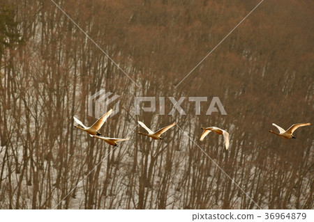 Swan in Lake Inawashiro 36964879