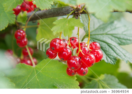 Branch of red currant berries on the bush in the 36964934