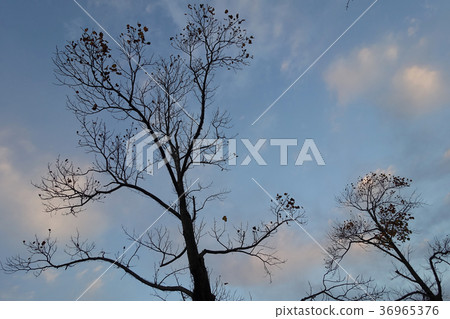 Winter image (dead tree) 36965376