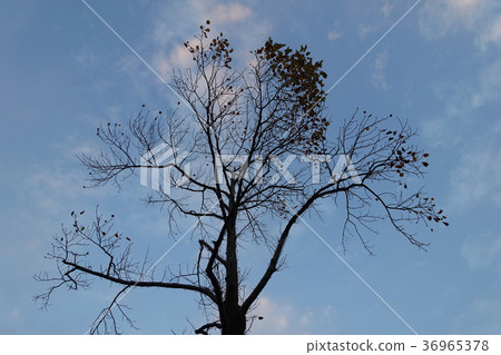 Winter image (dead tree) 36965378