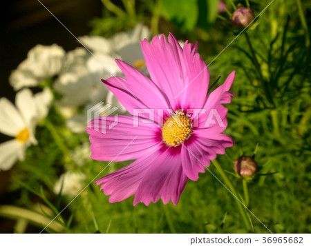 cosmos flower in botanic with nature background. 36965682