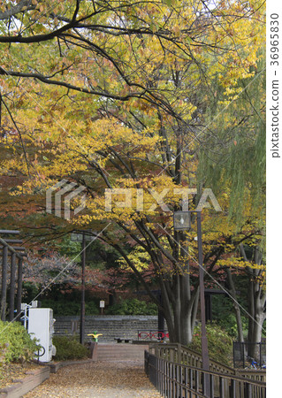 Itabashi-ku, Tokyo Miyoshi Park Itabashi-ku, Tokyo Miyoshi Park 36965830