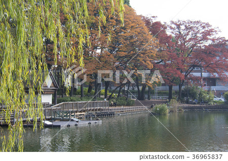 Itabashi-ku, Tokyo Miyoshi Park 36965837