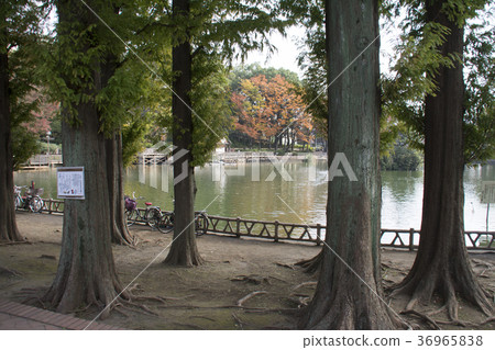 Itabashi-ku, Tokyo Miyoshi Park 36965838