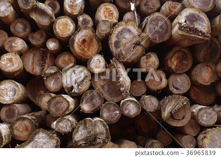 Wood, log (For example, forestry image is also acceptable) Wood, log (For example, forestry image is also acceptable) 36965839