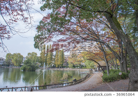 Itabashi-ku，東京三好公園 36965864