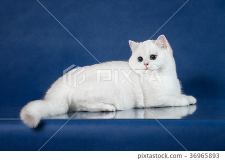 British white shorthair young cat with magic Blue British white shorthair young cat with magic Blue 36965893