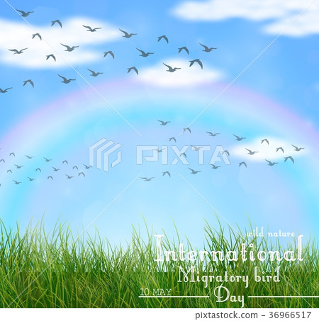 Wild nature with green grass and flying birds Wild nature with green grass and flying birds 36966517