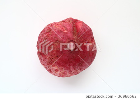 Red turnip 36966562