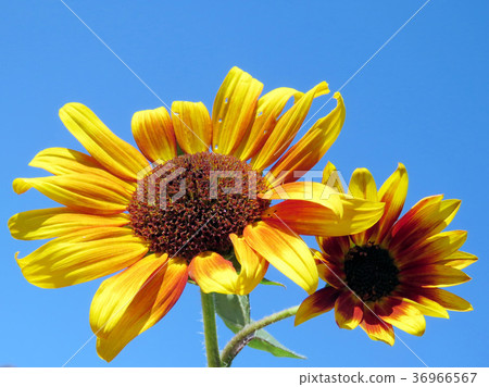 Toronto High Park the orange sunflowers 2016 Toronto High Park the orange sunflowers 2016 36966567