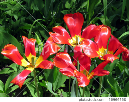 Toronto High Park the red tulip 2016 Toronto High Park the red tulip 2016 36966568