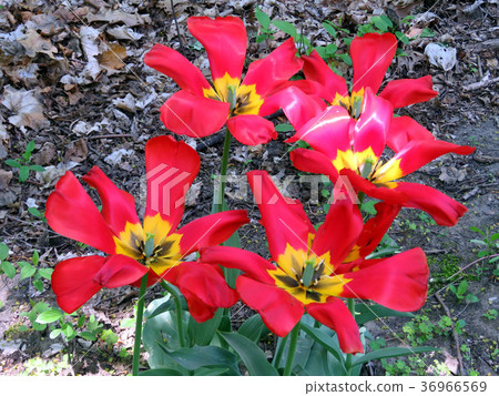 Toronto High Park the red tulip flower 2016 Toronto High Park the red tulip flower 2016 36966569