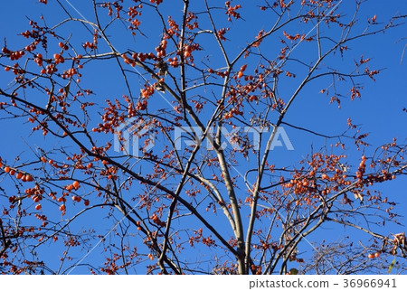 A lot of fruits in the sweet potato tree 36966941