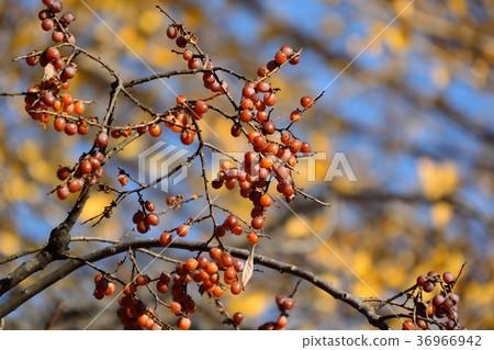 A lot of fruits in the sweet potato tree A lot of fruits in the sweet potato tree 36966942
