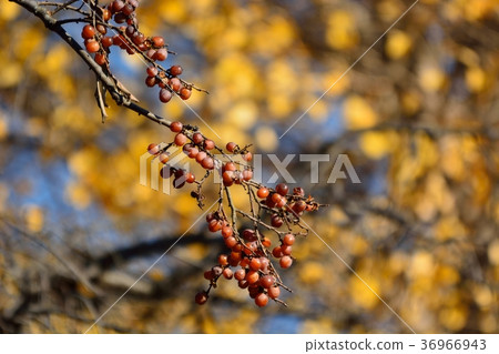 A lot of fruits in the sweet potato tree 36966943