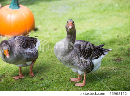 Pomeranian Geese in garden. 36968152