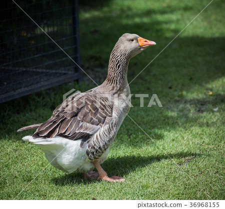 Pomeranian Geese in garden. 36968155