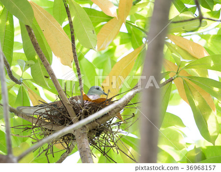 Streptopelia in nest on tree. Streptopelia in nest on tree. 36968157
