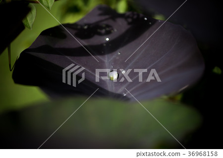 Water droplets on a leaf Elephant ear. Water droplets on a leaf Elephant ear. 36968158