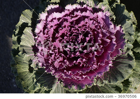 哈伯坦紅紫 36970506