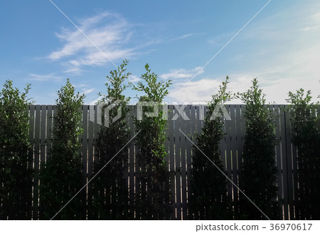 Tree wall with beautiful blue sky 36970617