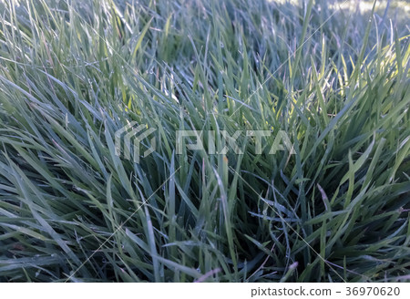 Grass for garden decoration. 36970620