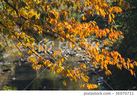 Autumn leaves of the riverbank 36970711