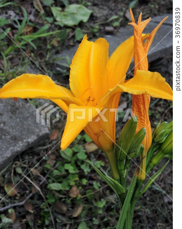 Hemelocalis Hemelocalis 36970839