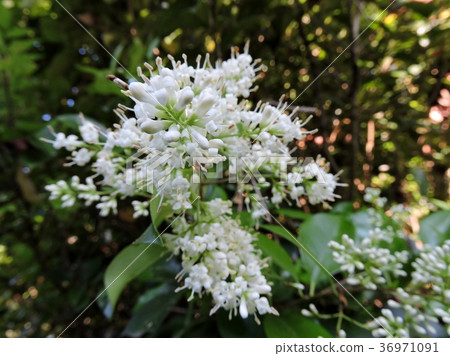 Rat bean flower 36971091