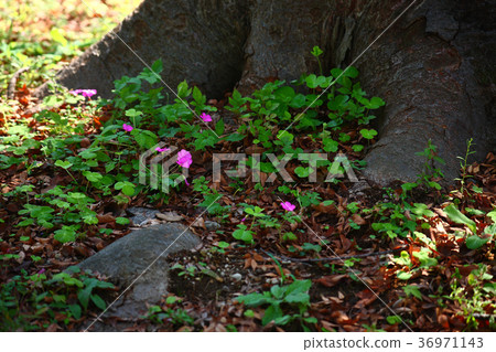 Little Oxalis flower blooming on a xylophone Little Oxalis flower blooming on a xylophone 36971143