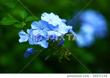 開花直到秋天的石墨花 開花直到秋天的石墨花 36971144