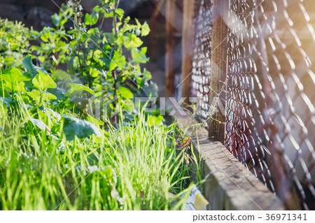 Green grass nature outdoor with wire steel fence 36971341