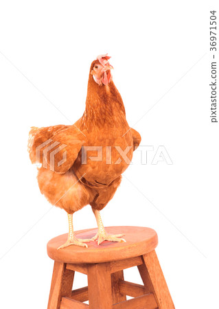 livestock hen standing on wood desk livestock hen standing on wood desk 36971504
