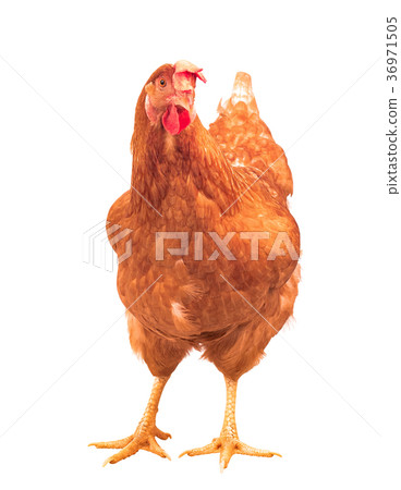 brown chicken hen standing isolated  36971505