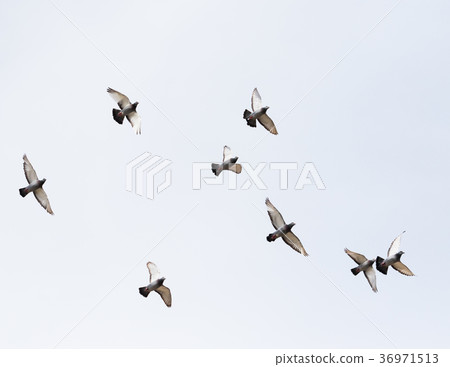 flock of homing pigeon bird flying mid air 36971513