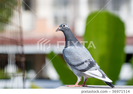 homing pigeon bird perching on home loft 36971514