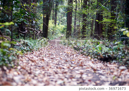The foot of the forest part 2 The foot of the forest part 2 36971673