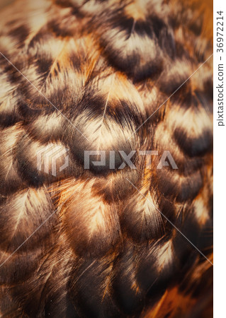Bright colorful  feathers of some bird 36972214
