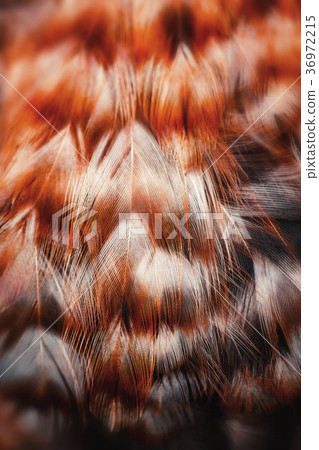 Bright colorful  feathers of some bird 36972215