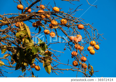 A landscape with persimmon 36972414