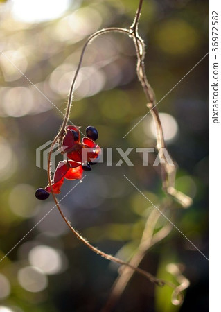 Fruit of Toki Rame Fruit of Toki Rame 36972582