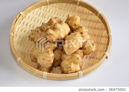 菊芋 菊芋 36973091