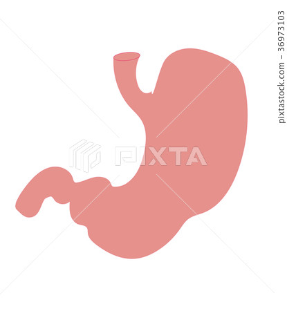 胃 內臟 五臟六腑 36973103